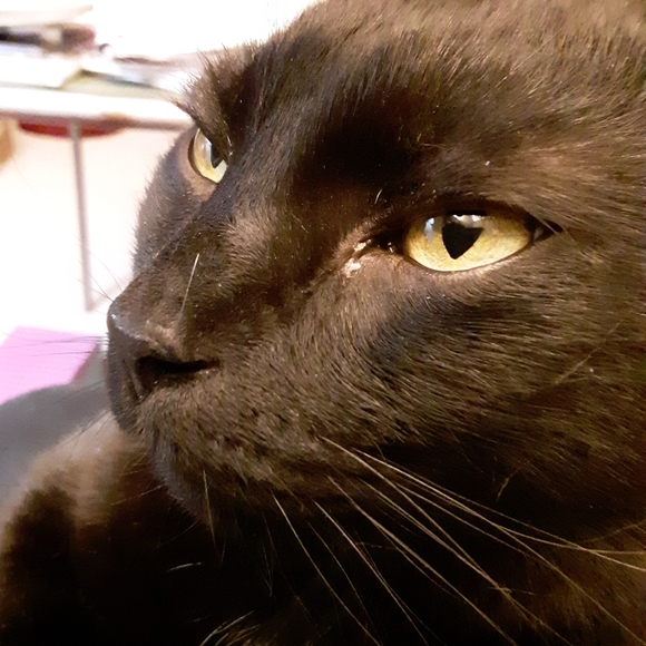 Meet your Posher, Kelly - Picture 3 of 3